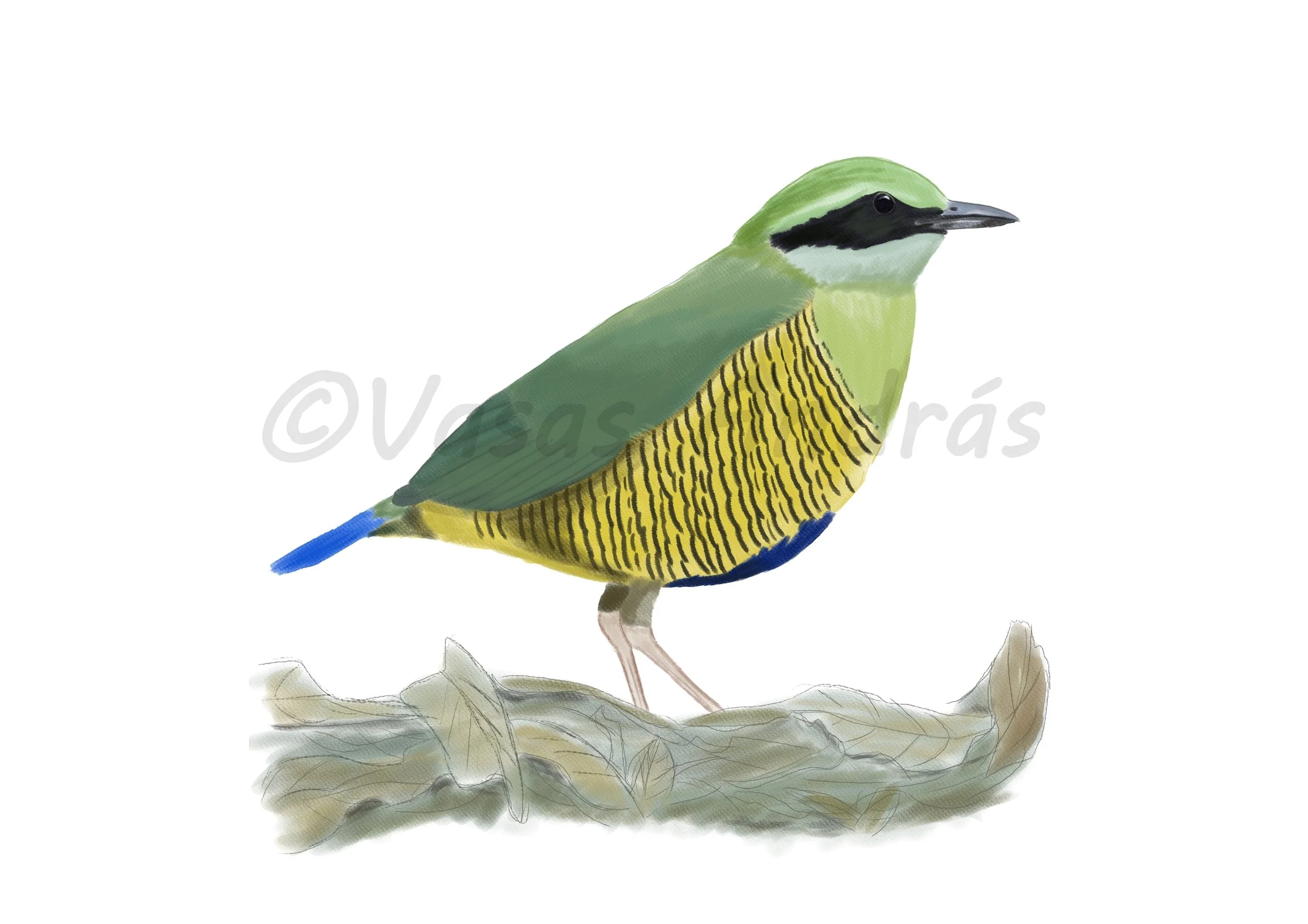 Bar-bellied Pitta, inspired by birding experiences in Cat Tien. Check out András’s artist page here .