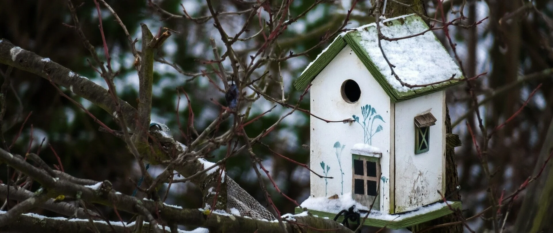 bird-feeder-3878421_1920.jpg