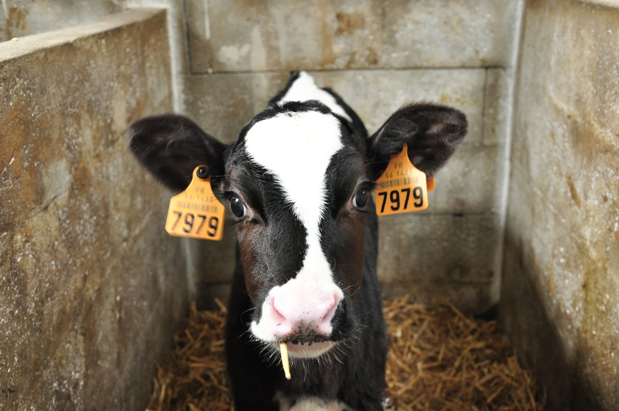 We Hear You | Kansas Dairy