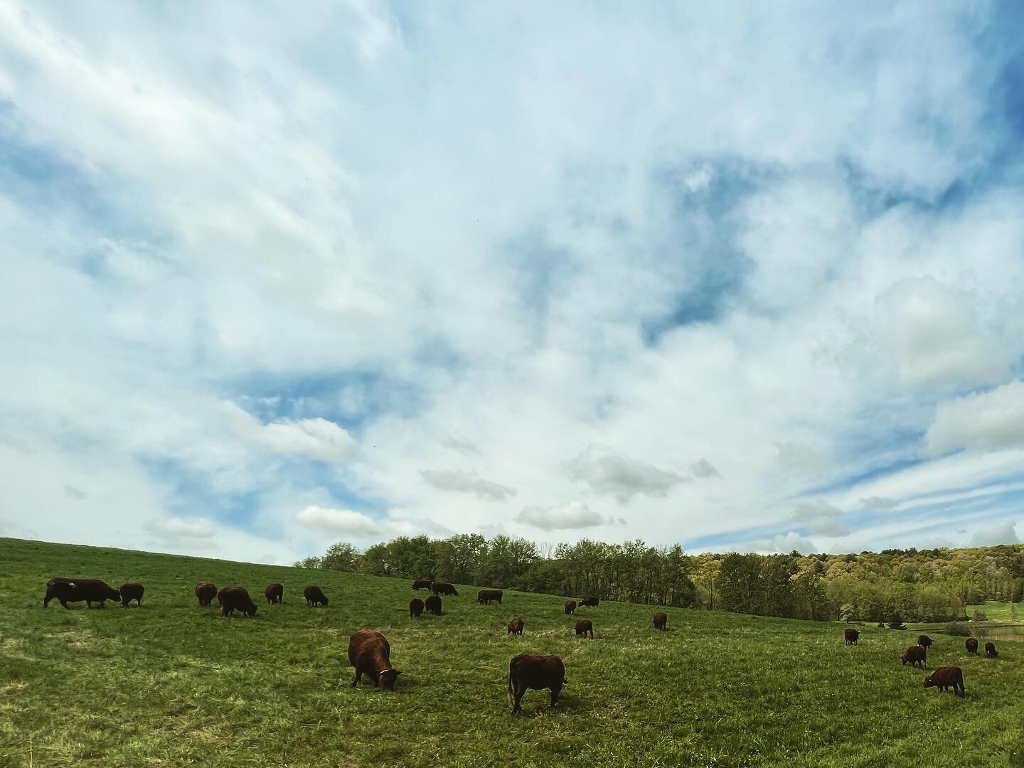 Yesterday we got our herd of red devons out on grass for the first time this spring. Good times were had.