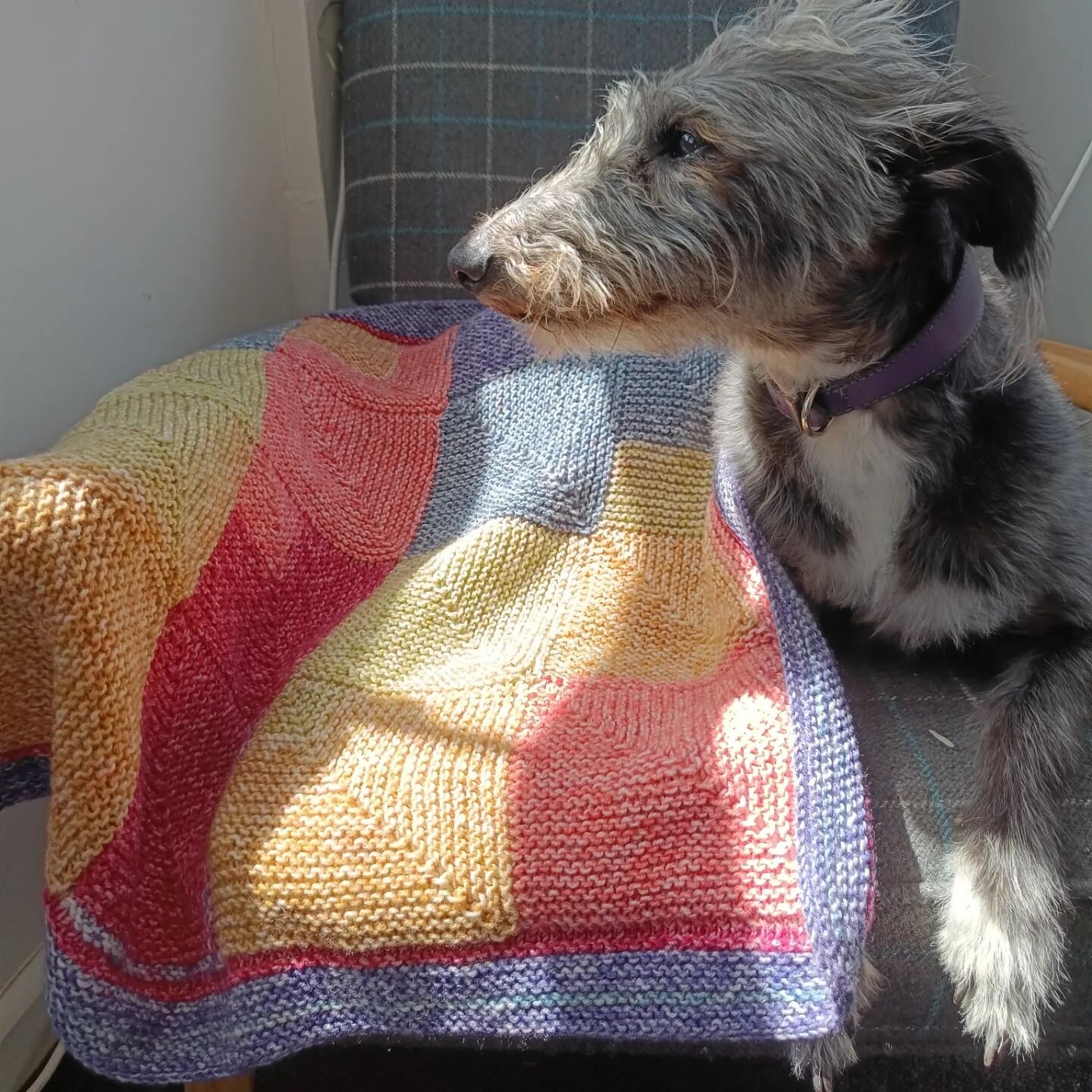 Knitting! 

In the new year we have some next level  knitting workshops coming up and it seems that Gwen loves the demo blankets Caroline has been making! 

Head to the website - workshop bookings - knitting for more info