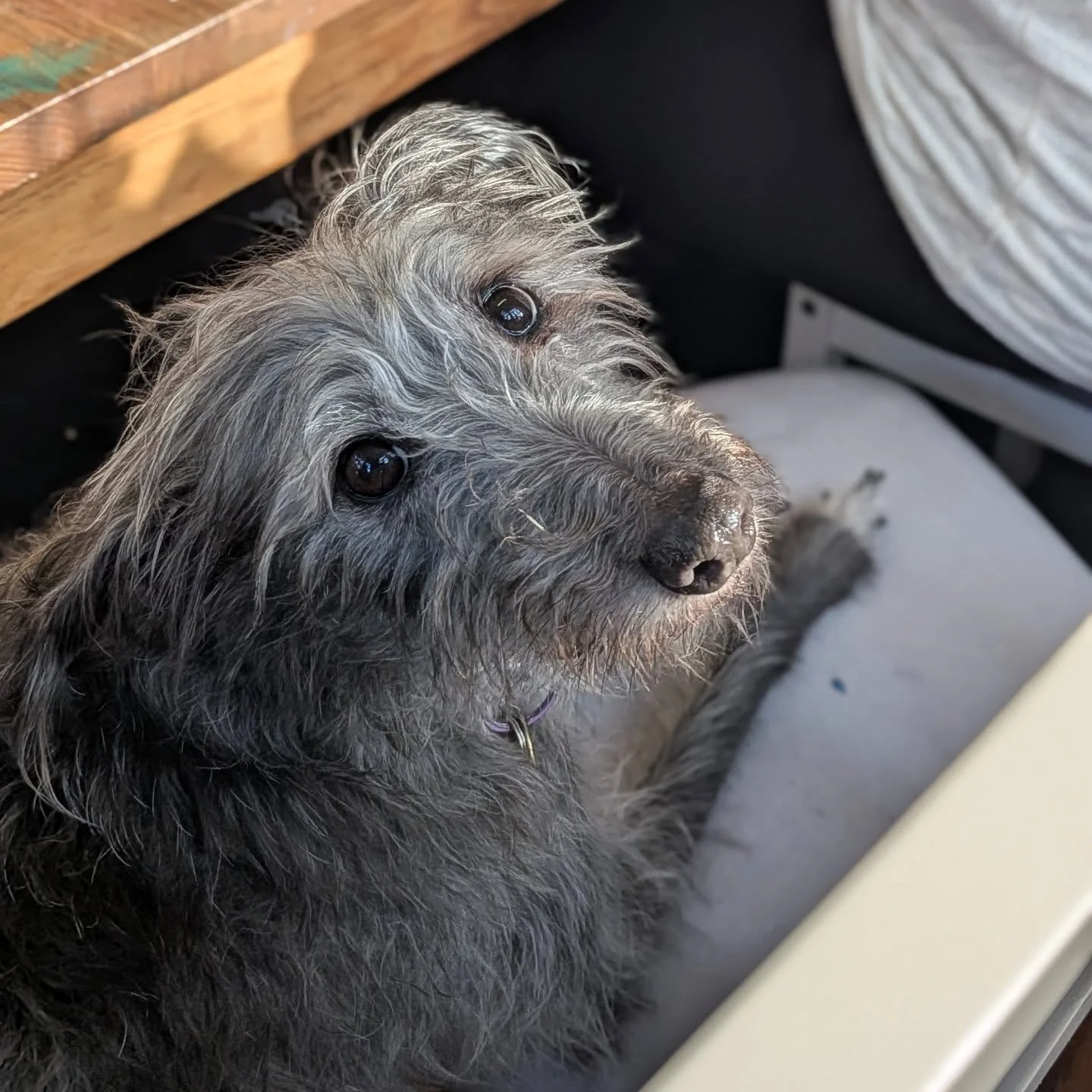 Team Lark ❤️

Gwen 🐕 gets a special mention as she was an absolute legend over the weekend, greeting everyone on all three days and chilling under the gas heater at Dalton yard ☺️ Matt also ran around and kept me &amp; Gwenny sane ❤️

Also nephew Bi