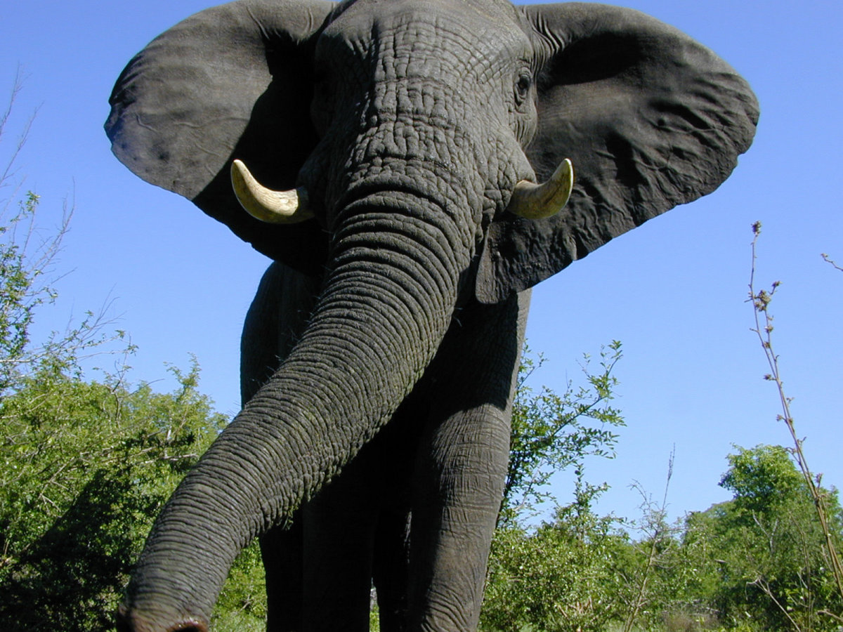 elephant+malilangwe+gr1+zimbabwe+2004.jpg