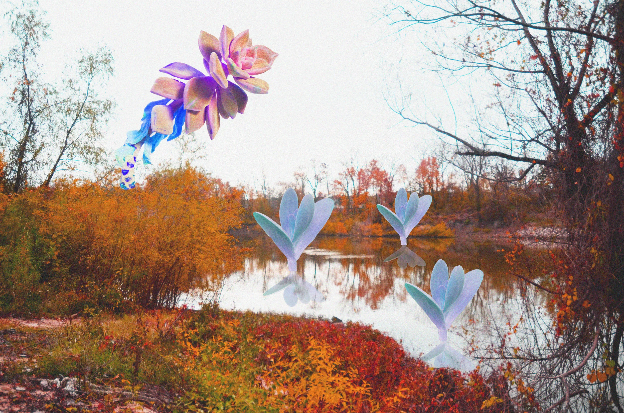 Wild Succulents &amp; Where They Come From Print