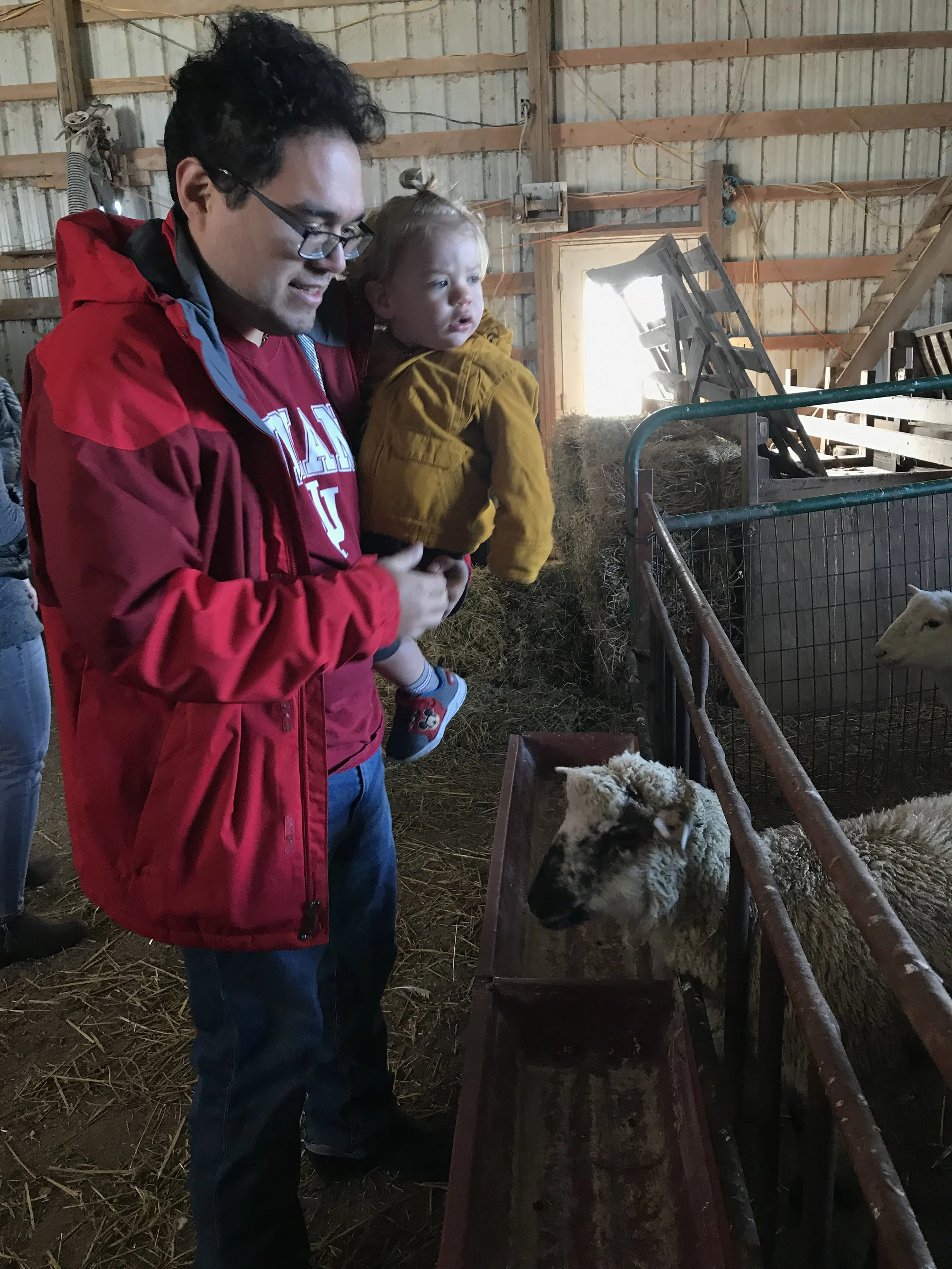 Visiting the sheep at Nana and Pop Pop’s farm.