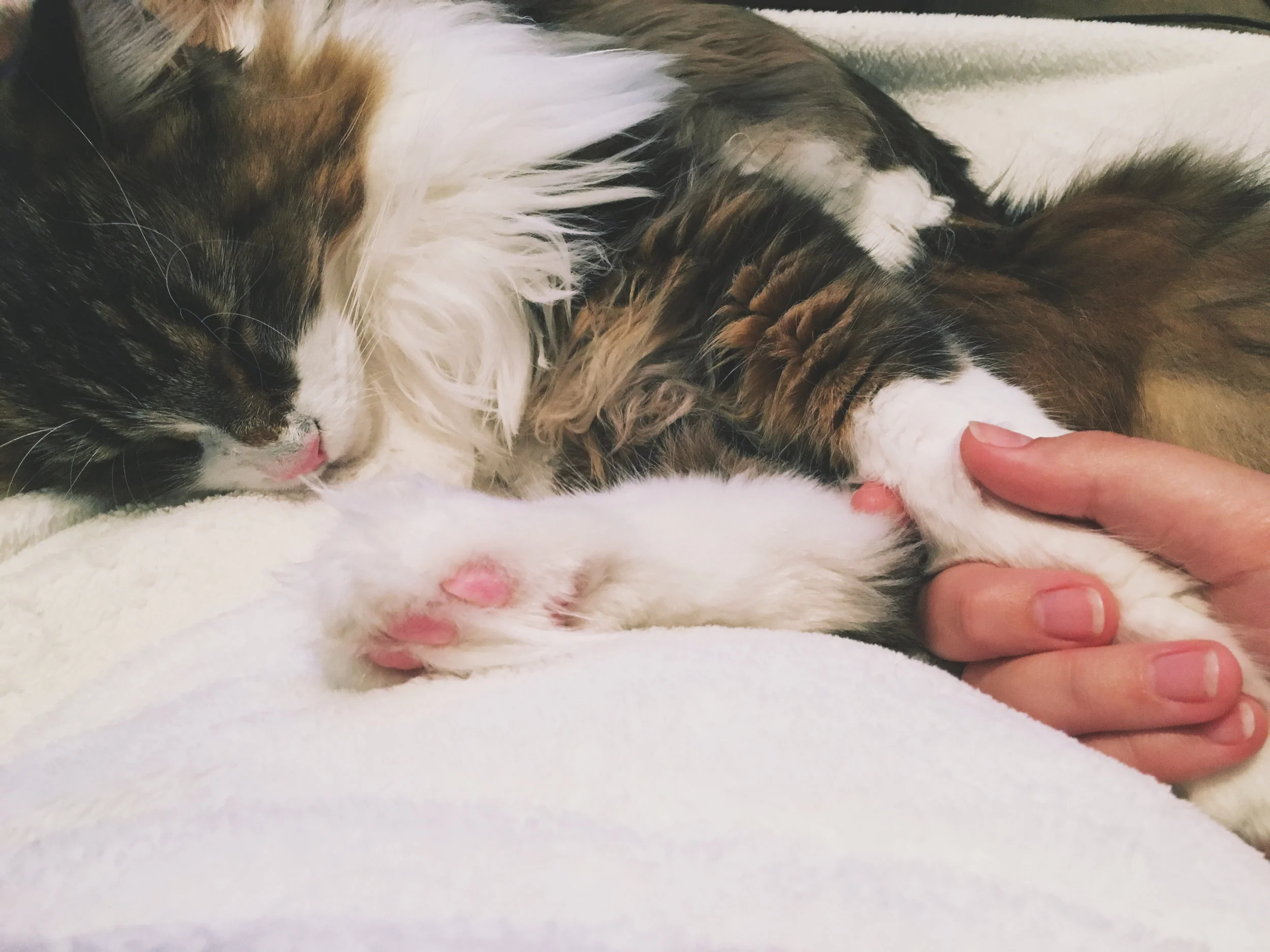 When Hiro was a kitten, I used to hold his paws. When he was an adult, he sometimes still wanted to hold hands.