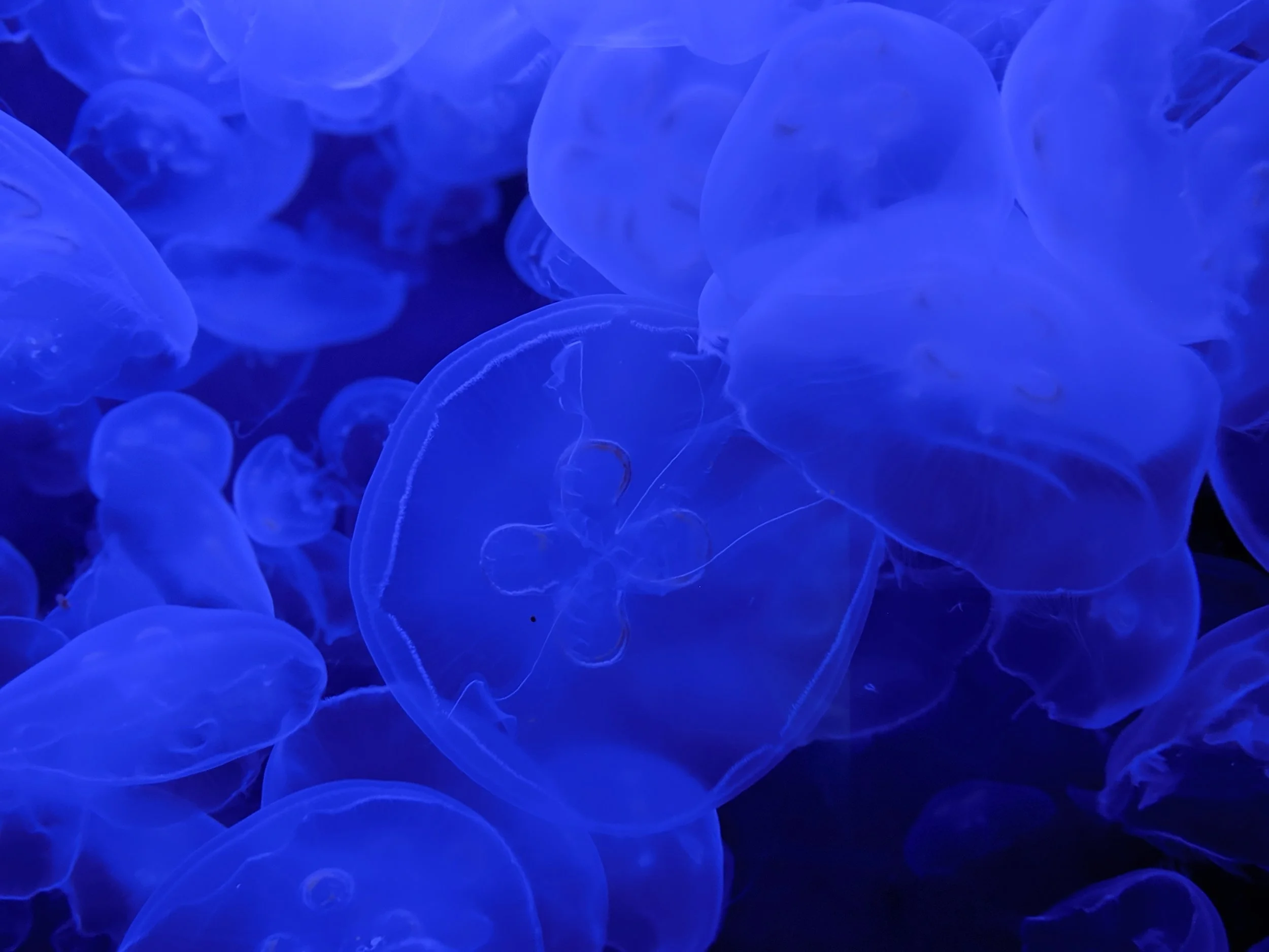 Jellyfish at Denver’s Downtown Aquarium in Denver, Colorado.