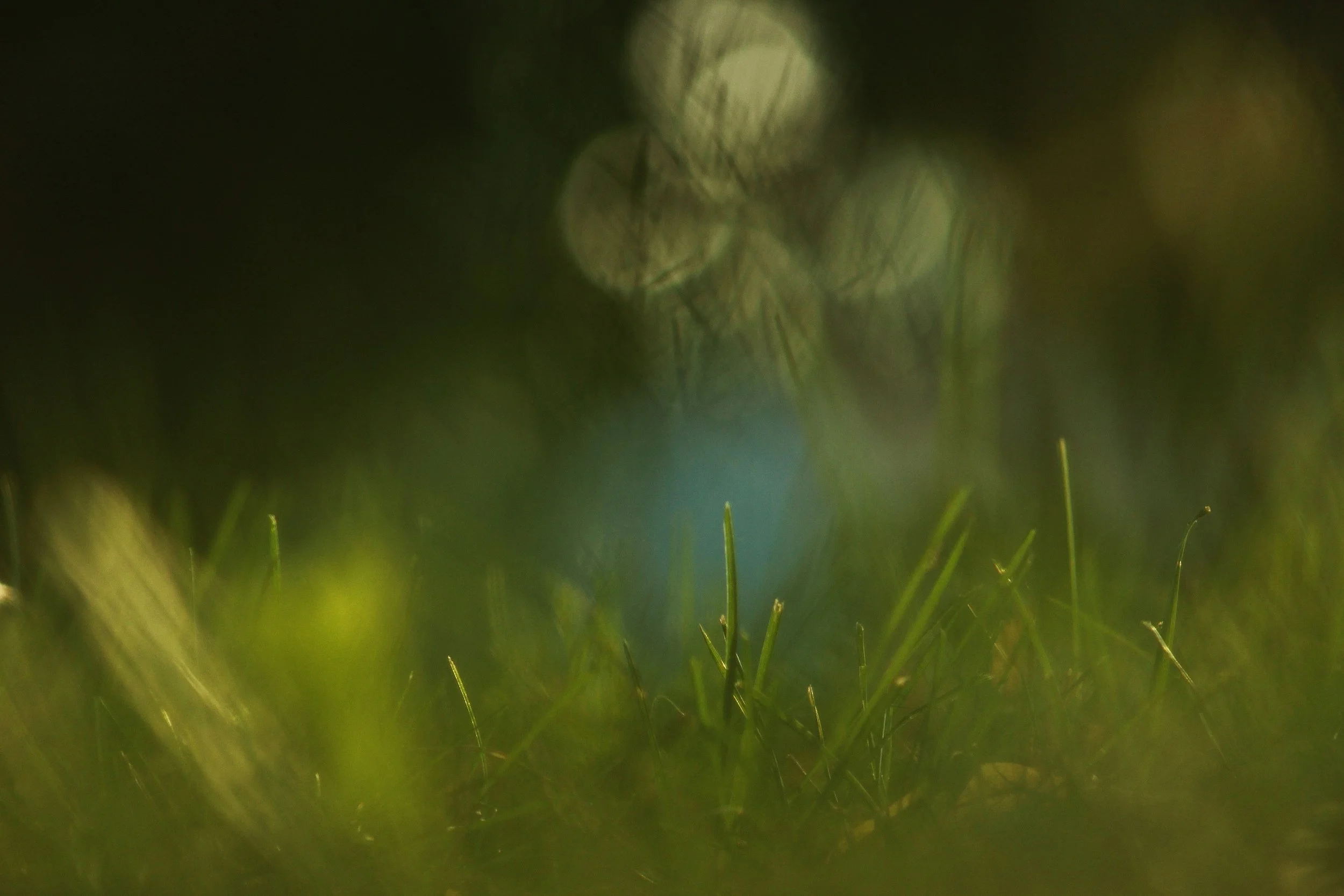 A bug's eye view