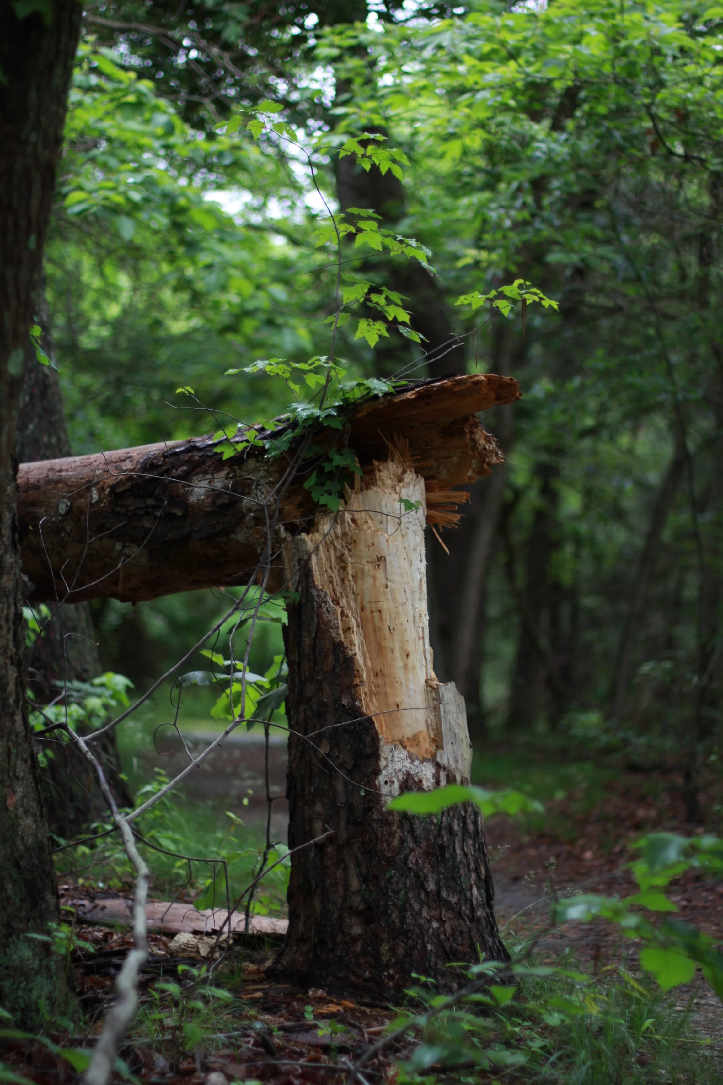 Snapped tree