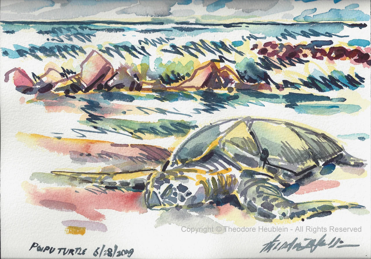 Poipu Turtle