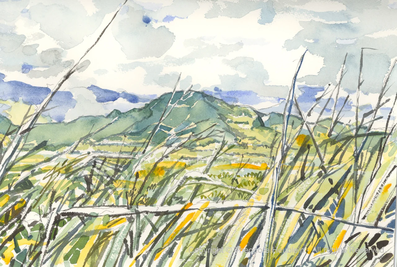 Kauai Cane Fields