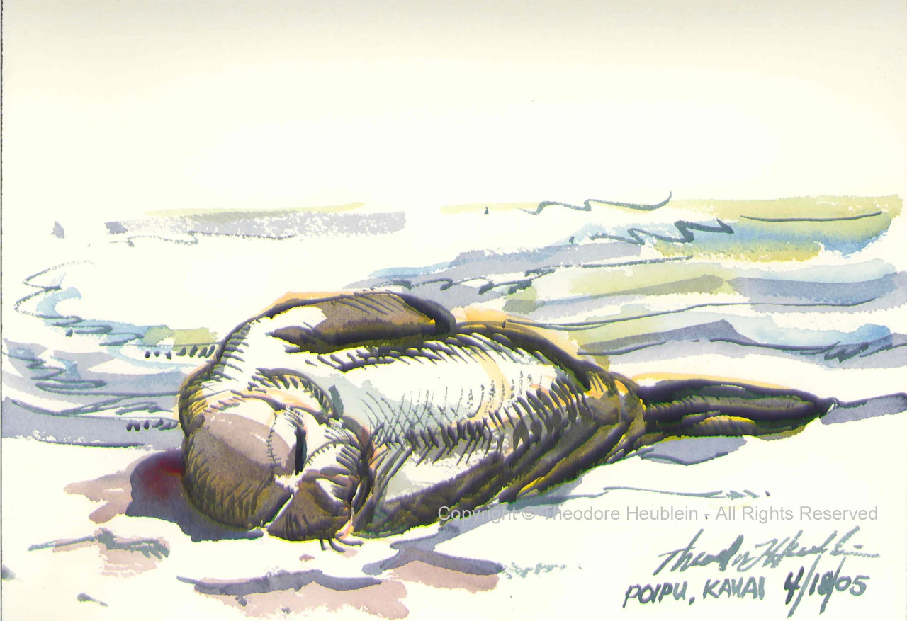 Monk Seal 2005