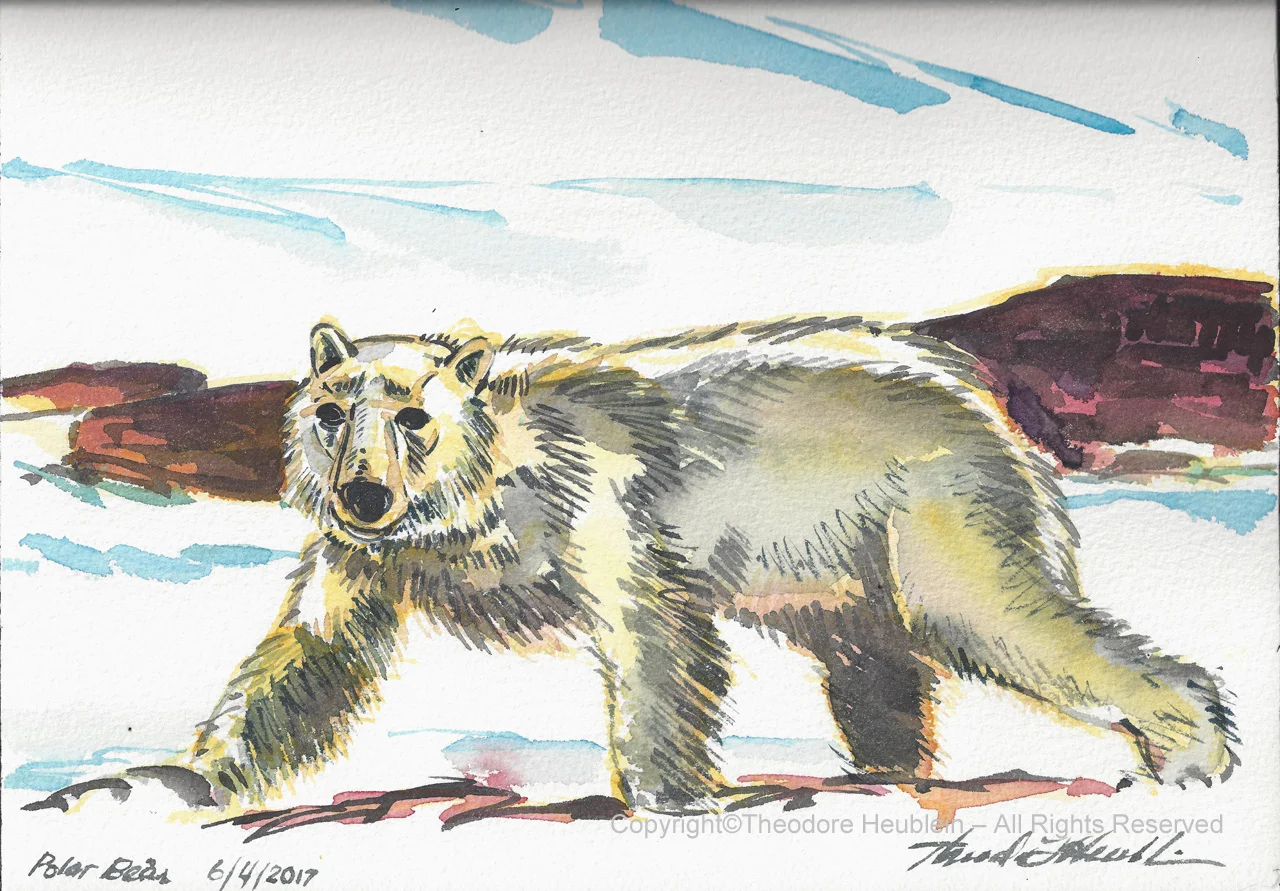 Polar Bear 20170604