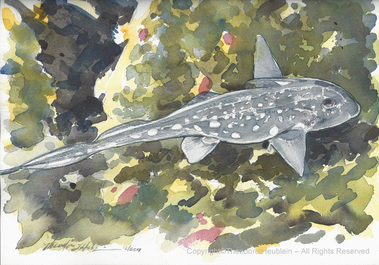 Ratfish