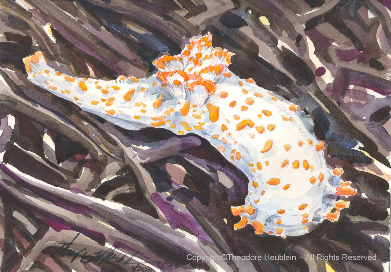 Clown Nudibranch