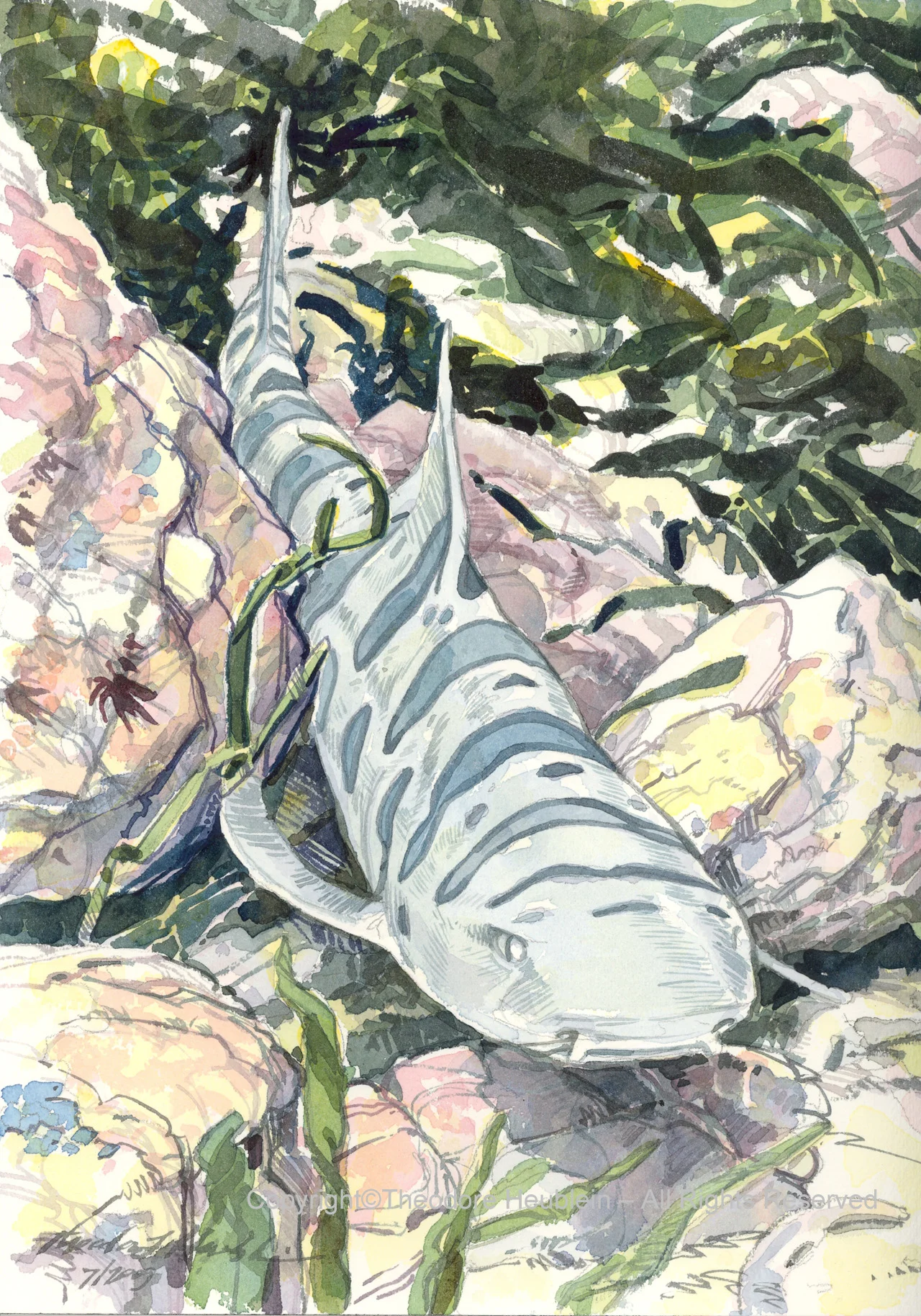 Leopard Shark 2009