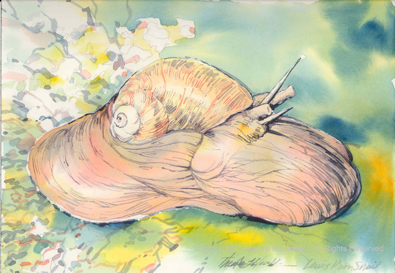 Lewis Moon Snail