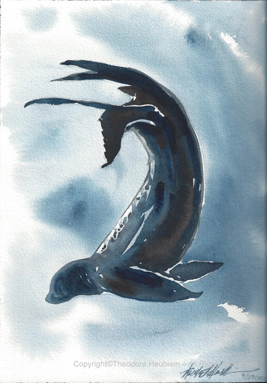 Leopard Seal Pleneau Island