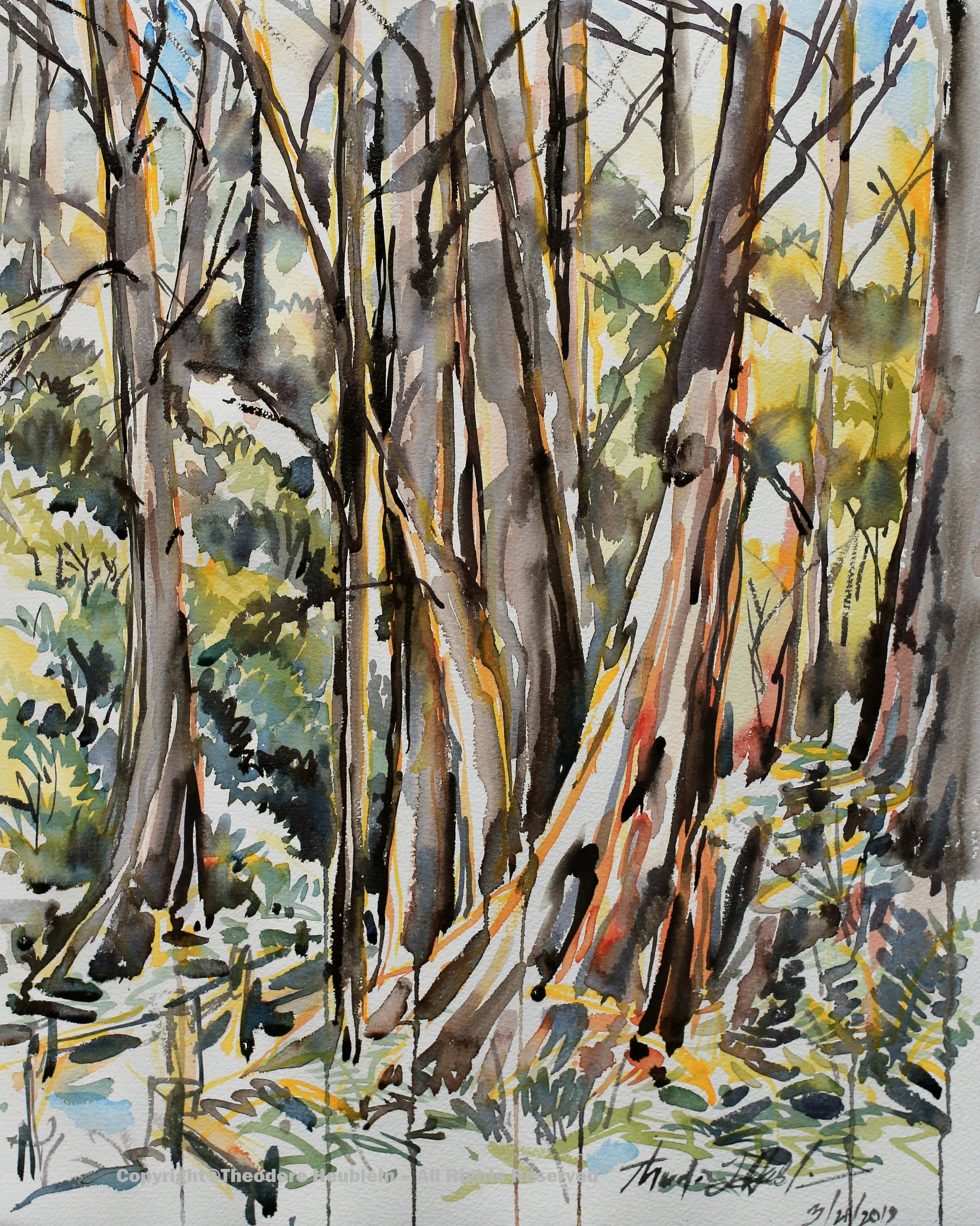 Cathedral Grove