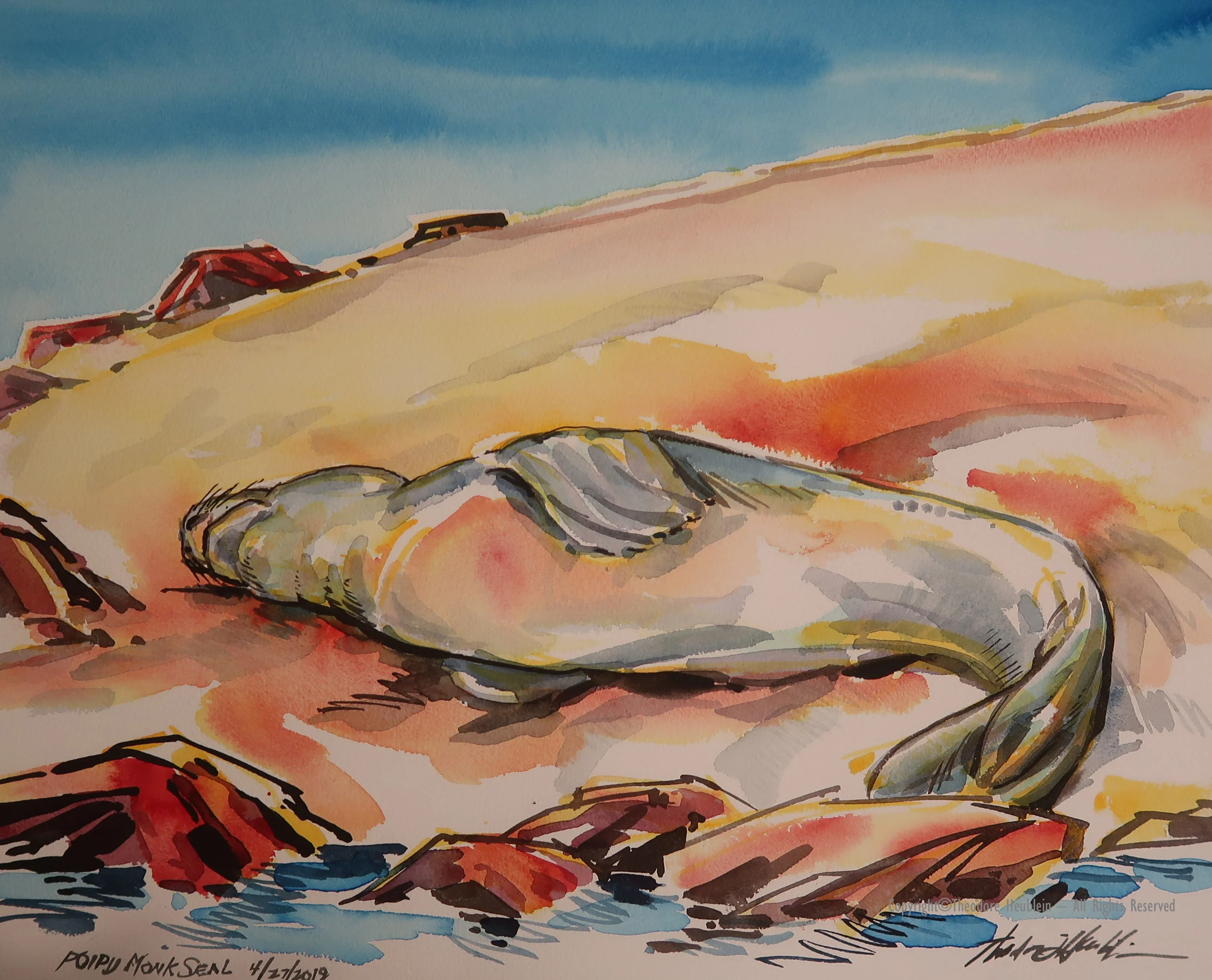 Poipu Beach Monk Seal