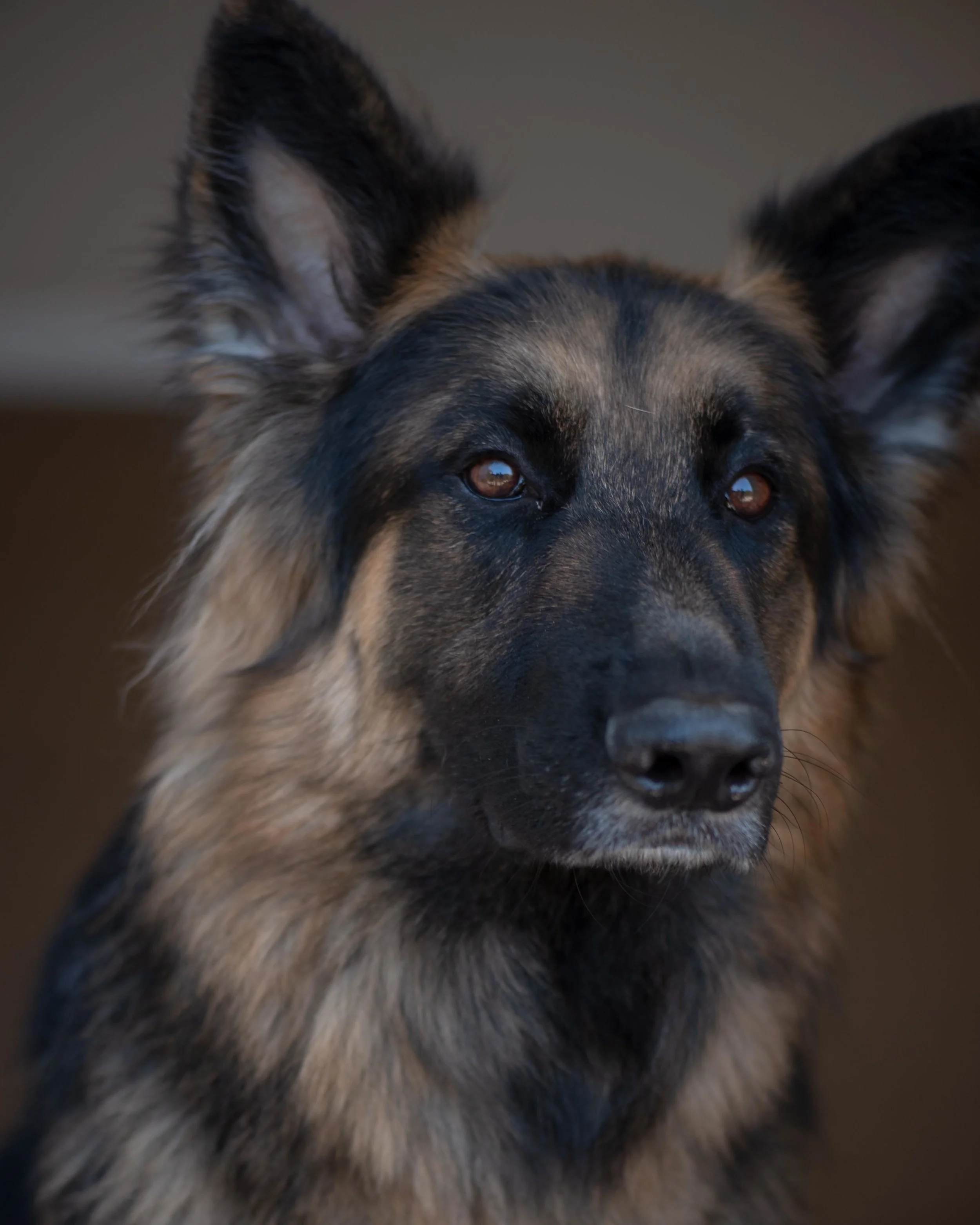Bruce - Top Dog and Security Agent