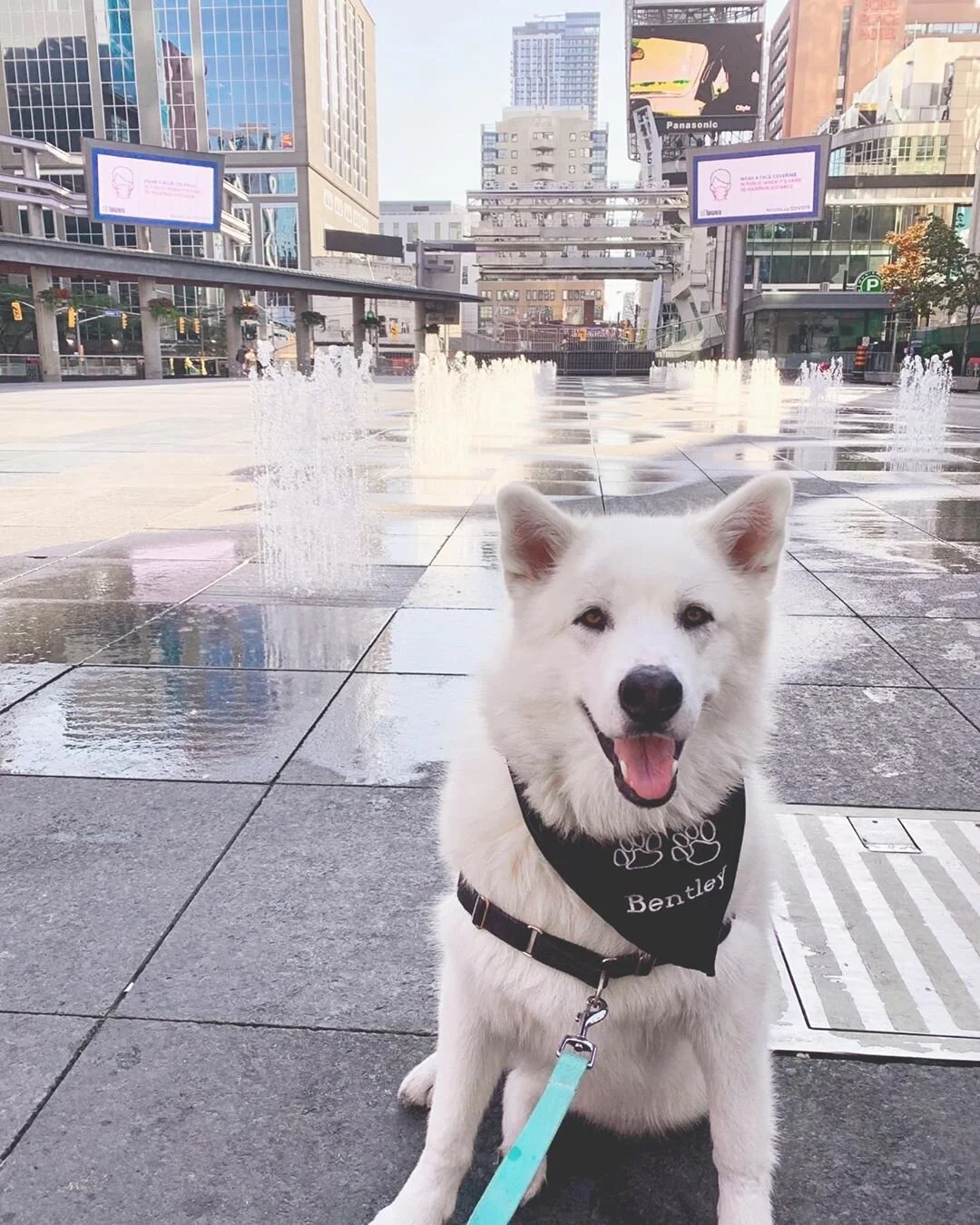 August 2020: The Month in Photos Photo by @bentleythealusky via Instagram
