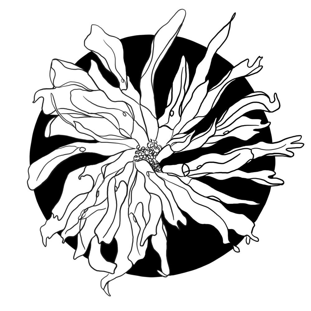 Spot Illustrations CoK 1.png