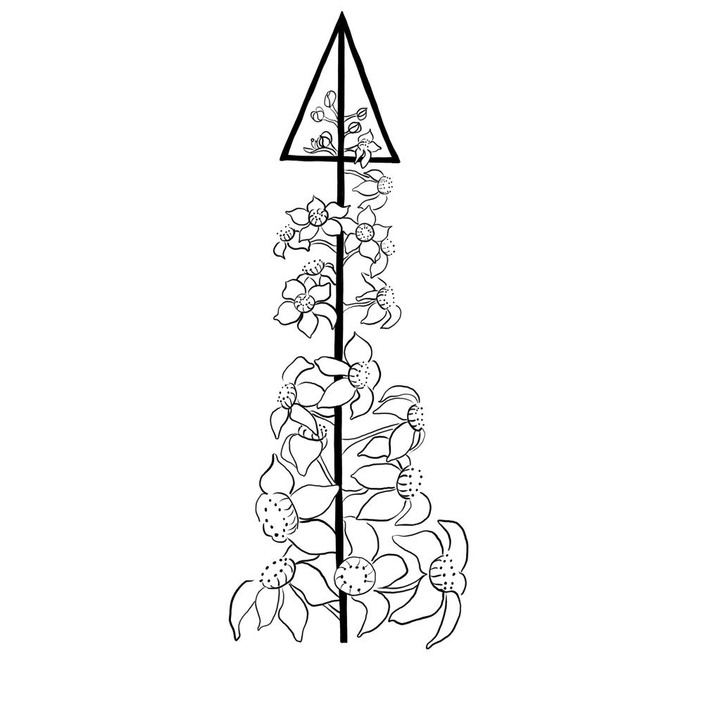 Spot Illustrations CoK 2.png