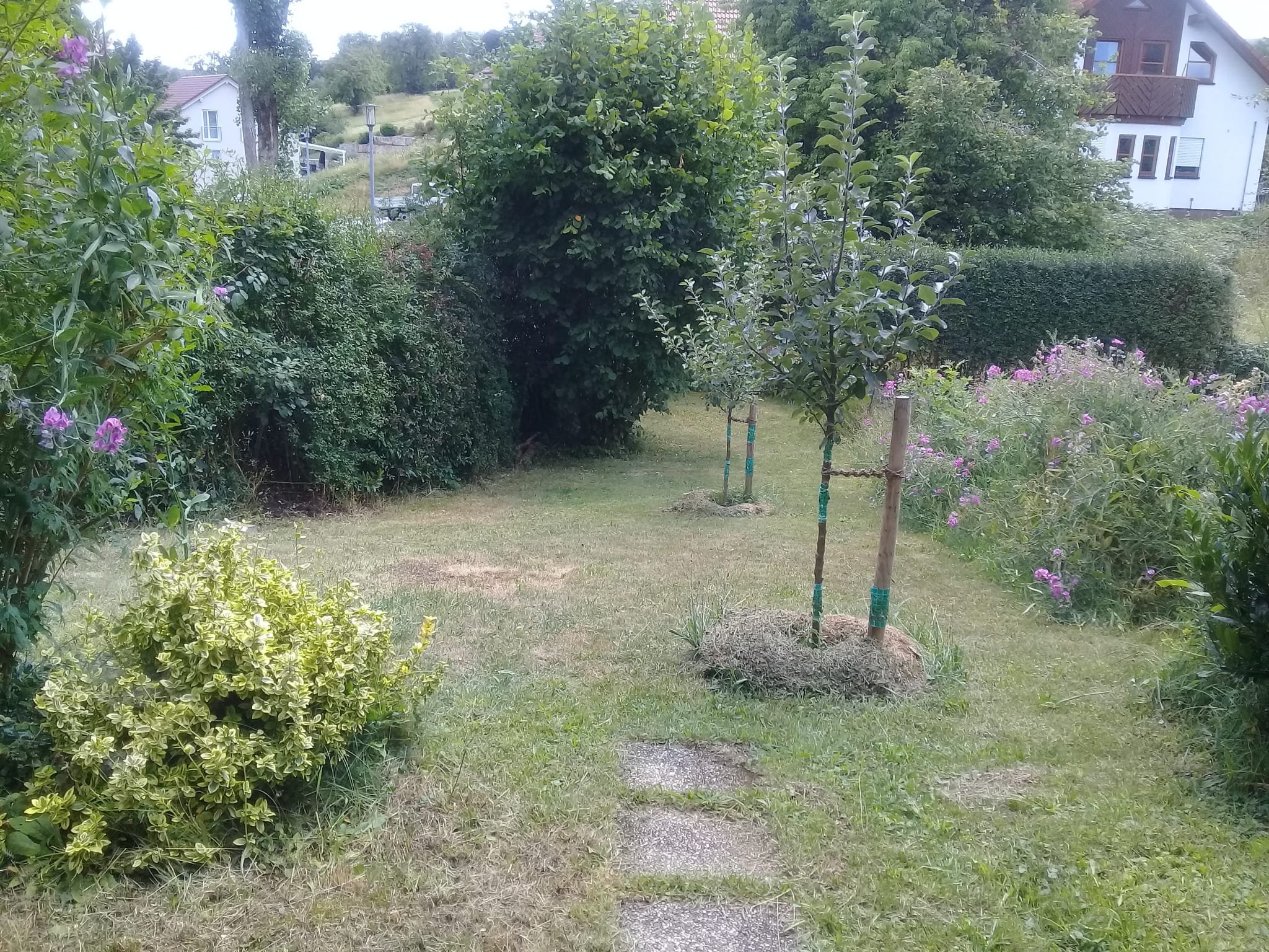 garden.jpeg