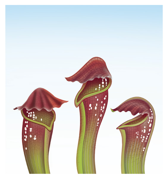 PitcherPlant.jpg