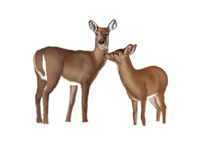 Deer.jpg