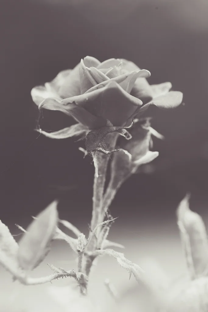 2Q7A3705.JPG