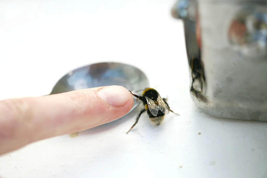 bee (1).JPG