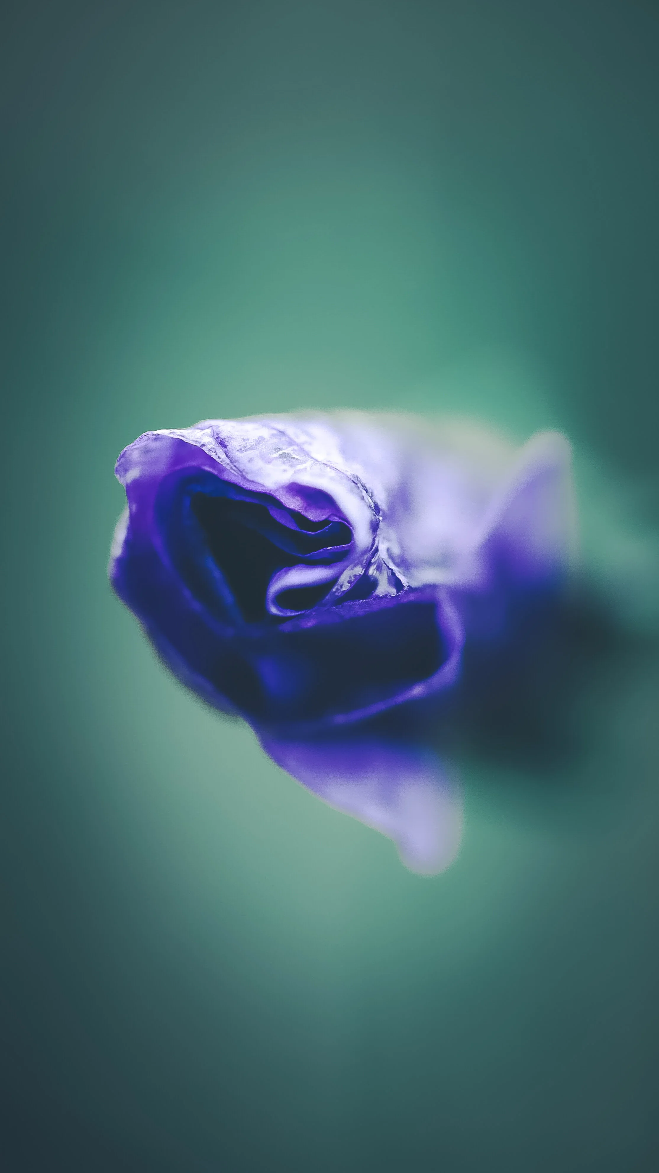 phone wallpaper no 14 digital download karen lunnon