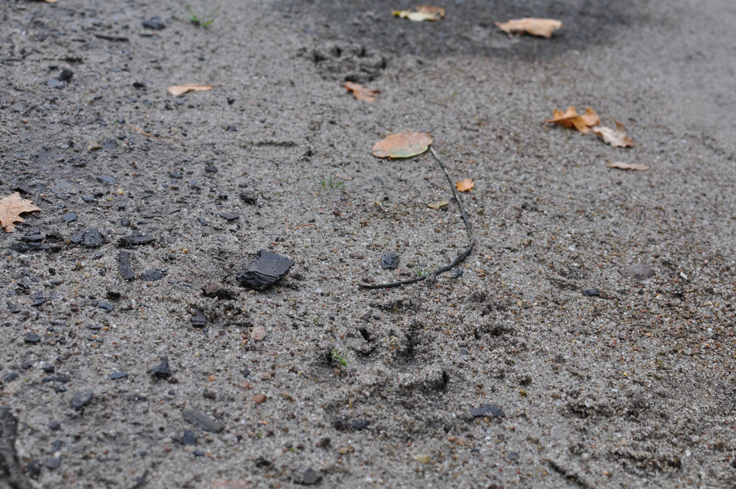 Per Rad den Wölfen auf der Spur