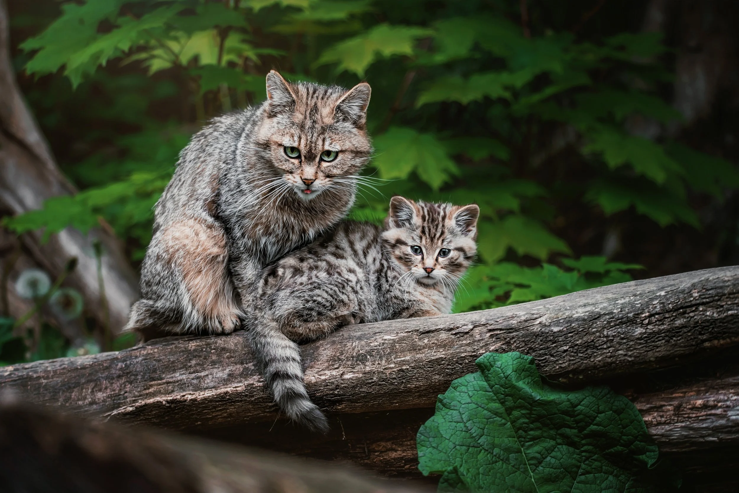 Wilder Catwalk durch die Heide