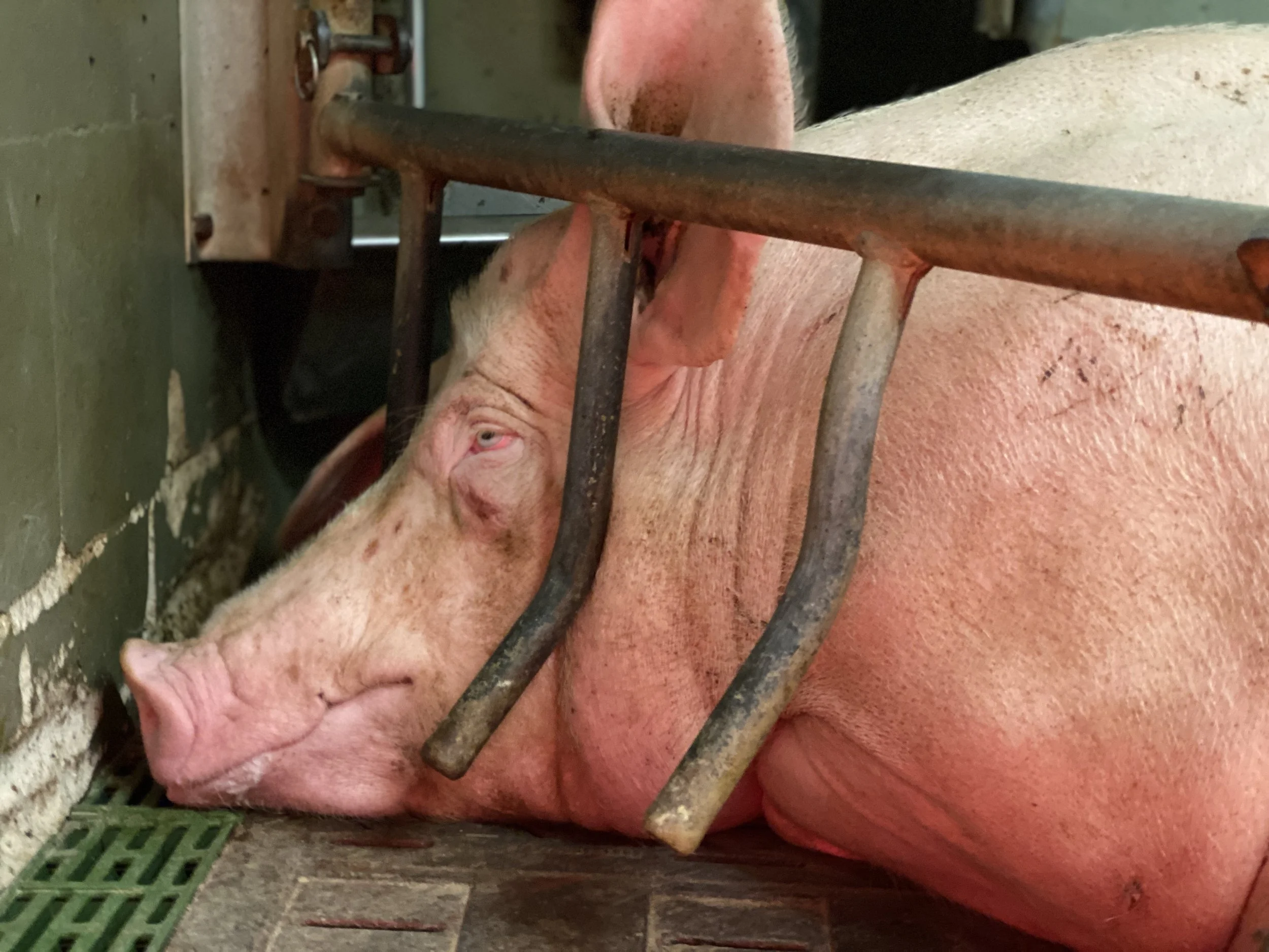 Tierleid im Stall: Reicht das Kontrollsystem aus?