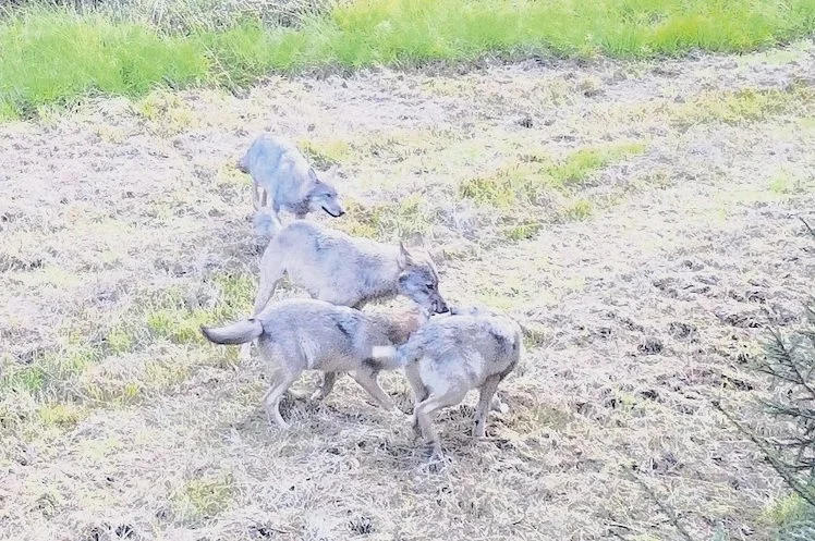 Wolf kommt ins Jagdrecht, Jäger bezweifeln aber, dass die Regulierung kommt