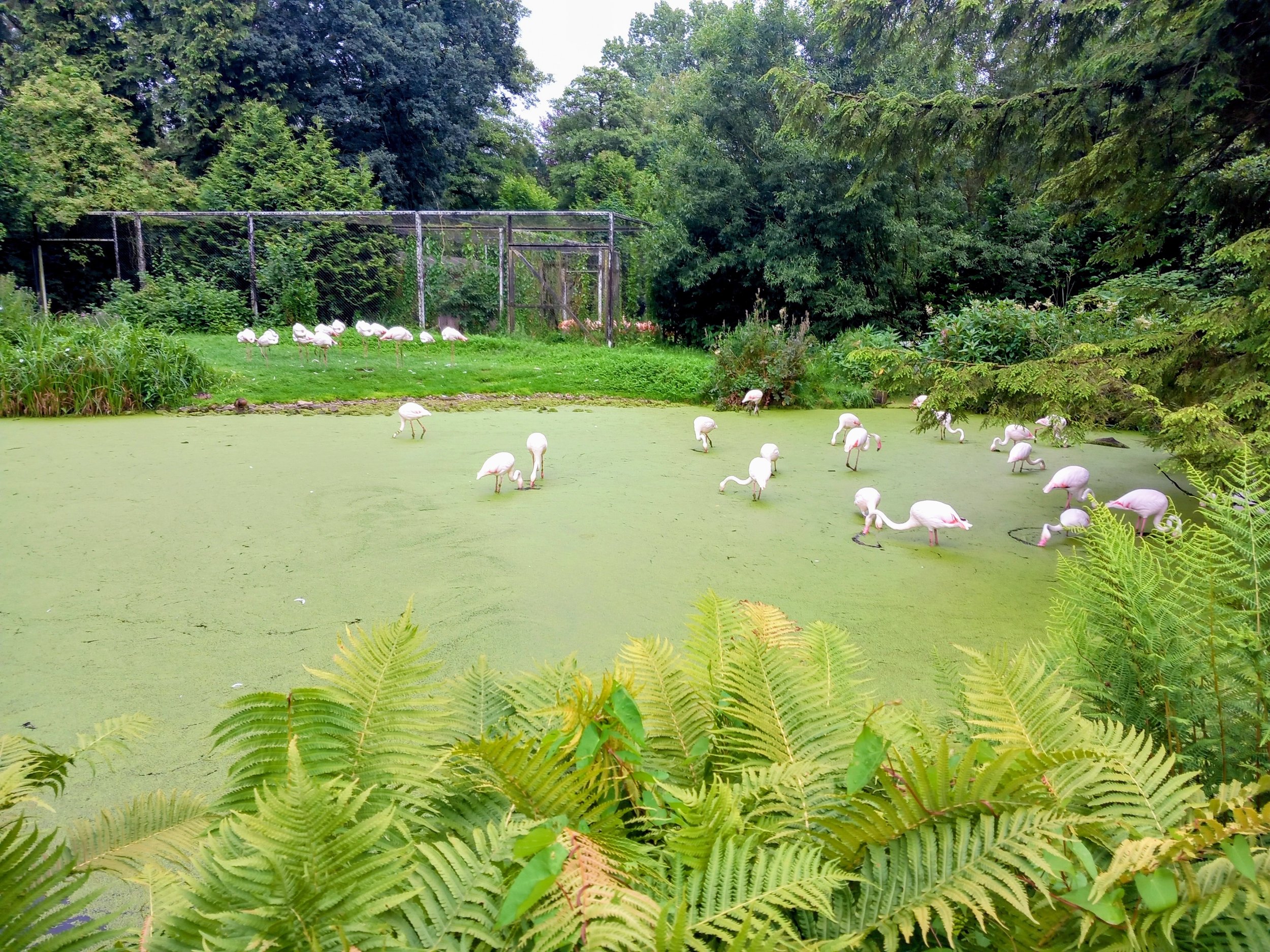 Geflügelpest im Vogelpark ausgebrochen