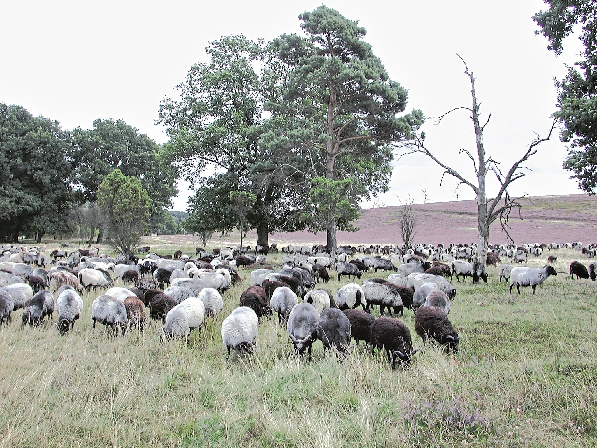Schäfer: „Wölfe werden immer dreister“