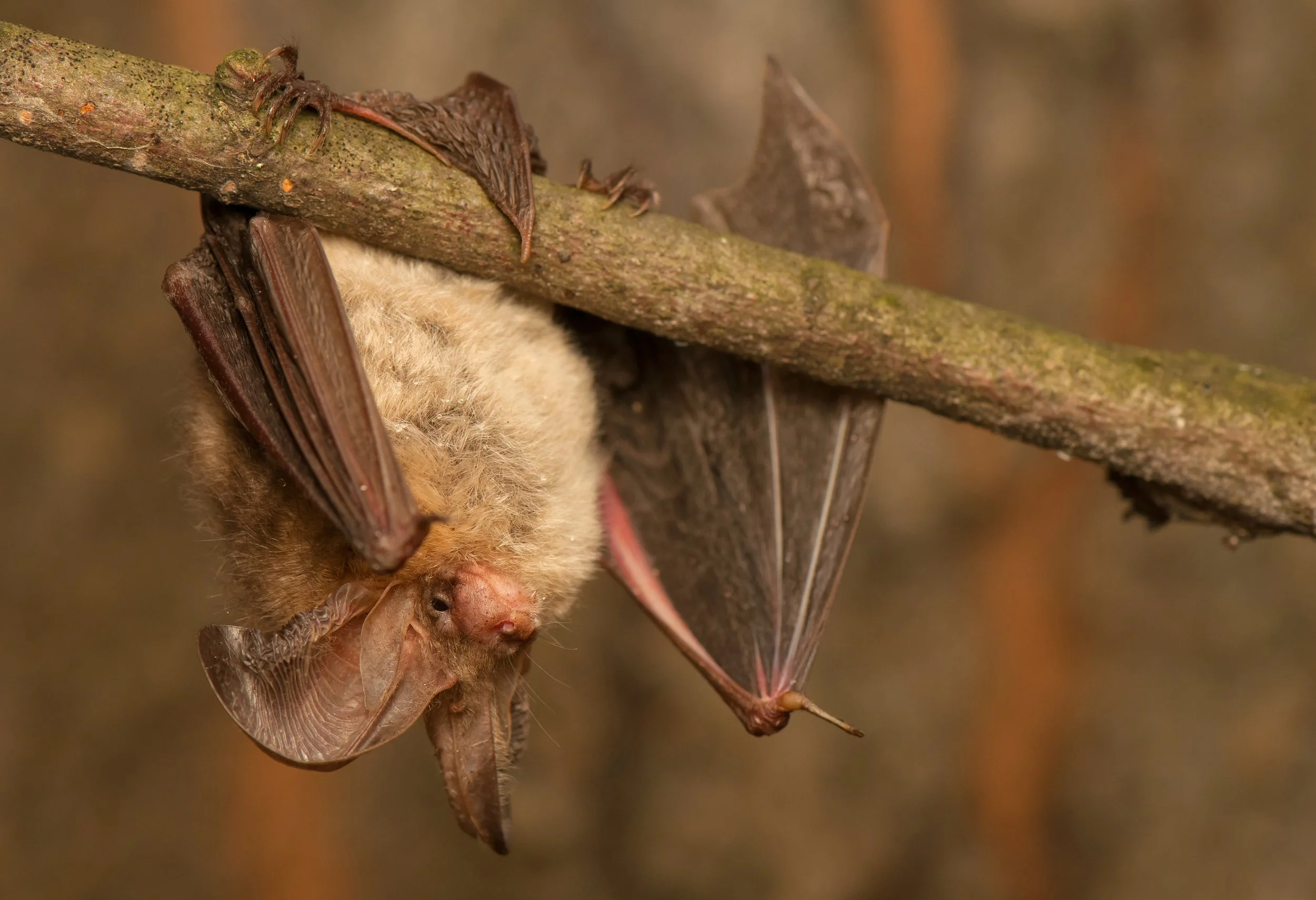 Der Kampf mit der Fledermaus