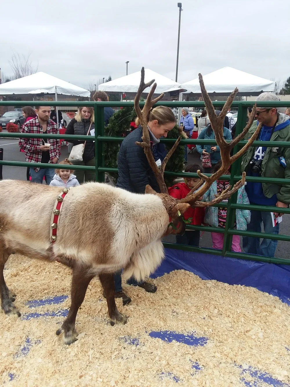 Washington Reindeer Rentals — Rainier Reindeer Ranch