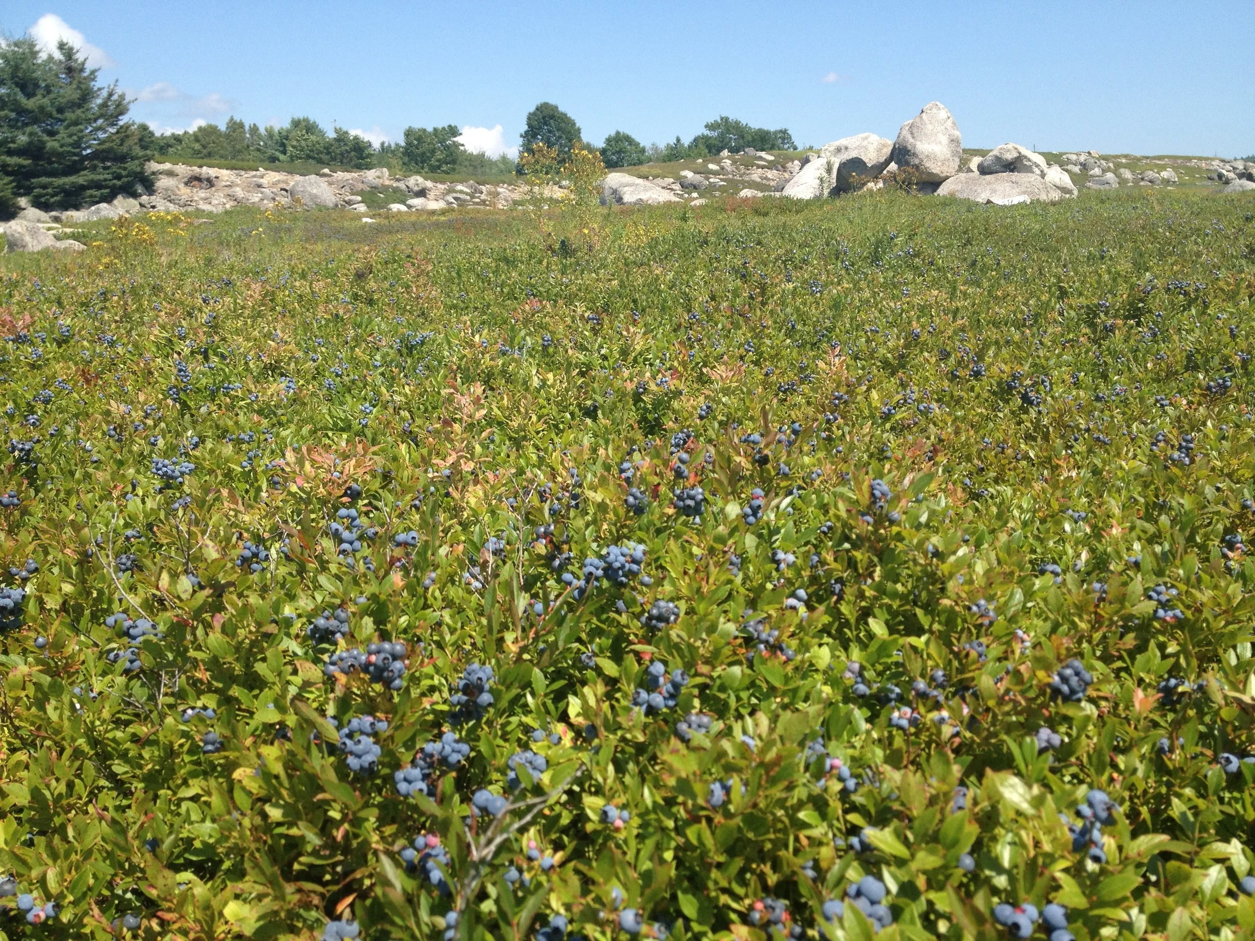 Allen's Wild Blueberries barren in Maine