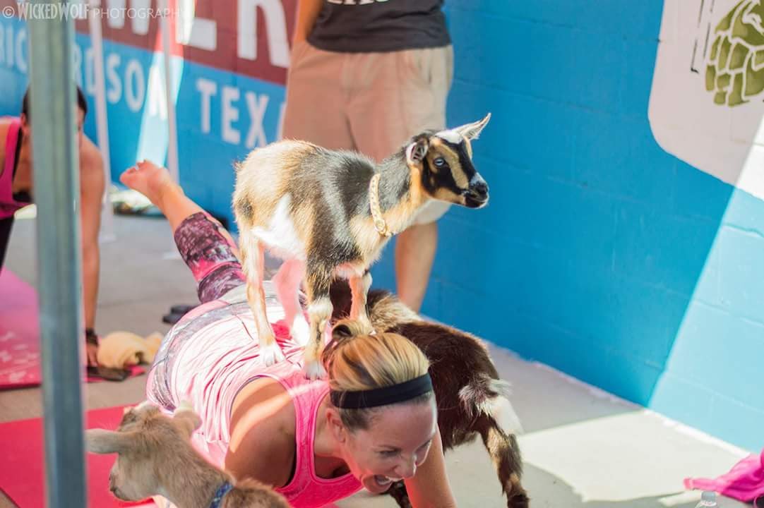 Goat Yoga for Charity Event