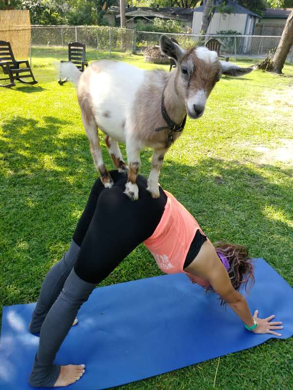 Goat Yoga Event