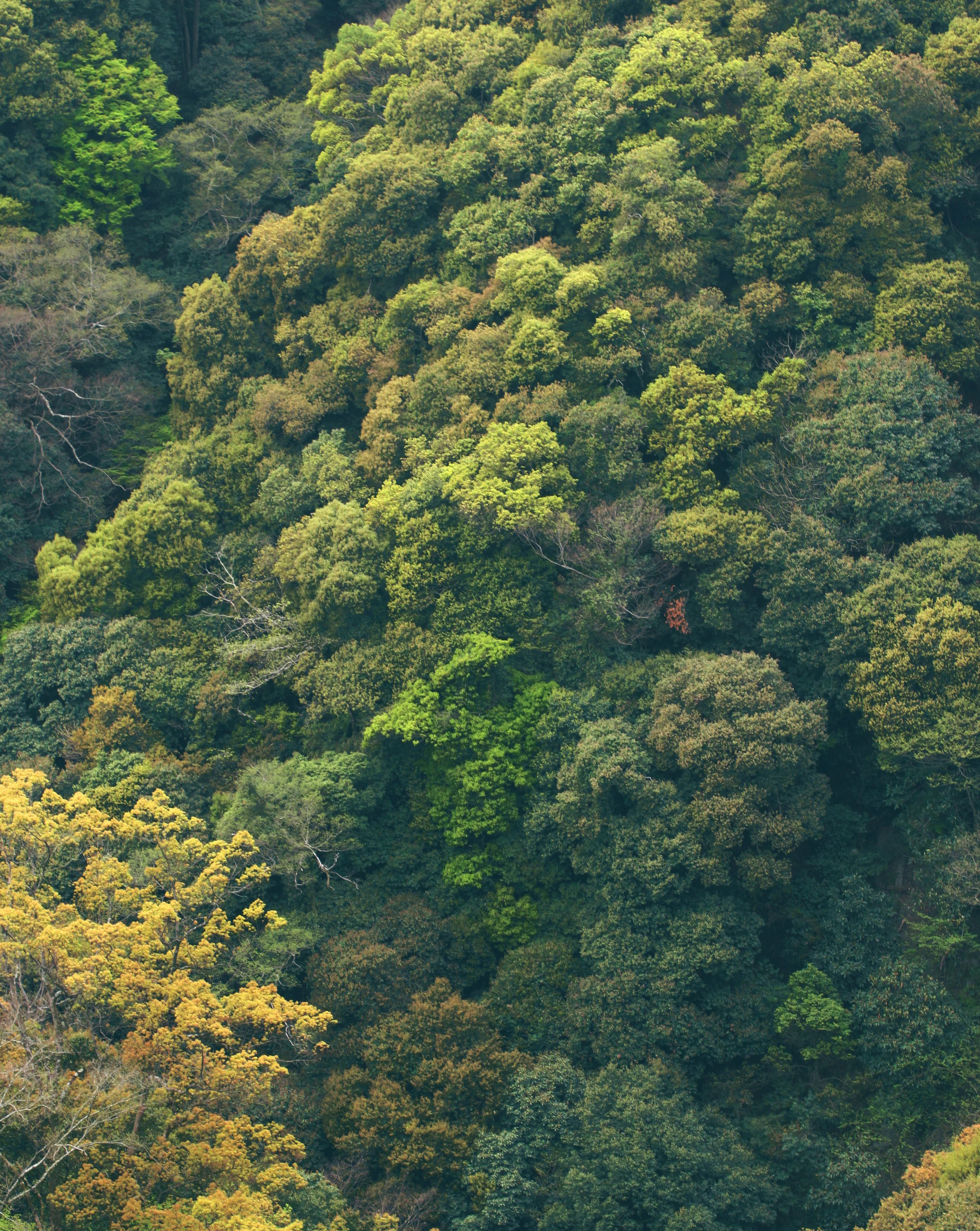 森林浴 (Shinrin-Yoku): Forest Bathing, and Getting the Most out of it