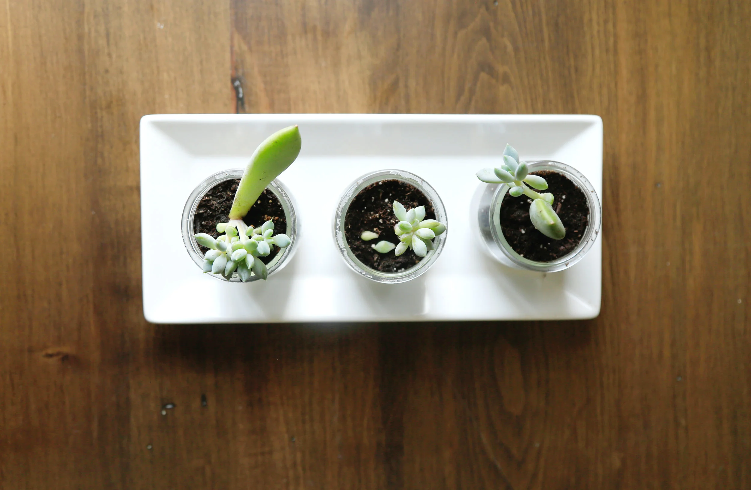 Upcycling Old Containers into Succulent Planters