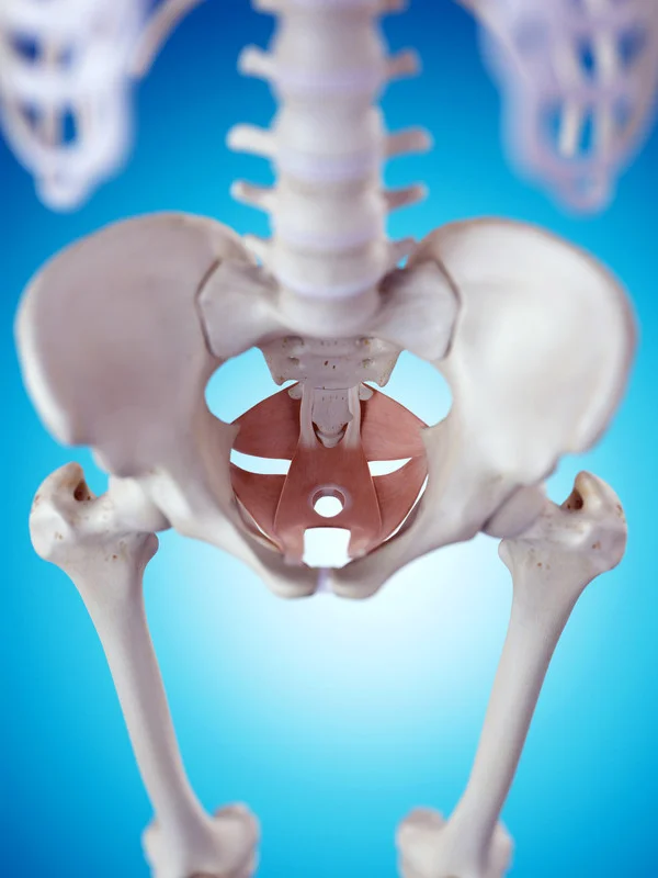canstockphoto pelvis.jpg