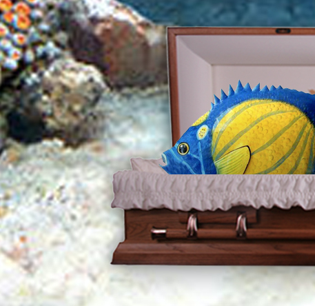 Screen Shot 2018-09-26 at 11.11.26 AM.png