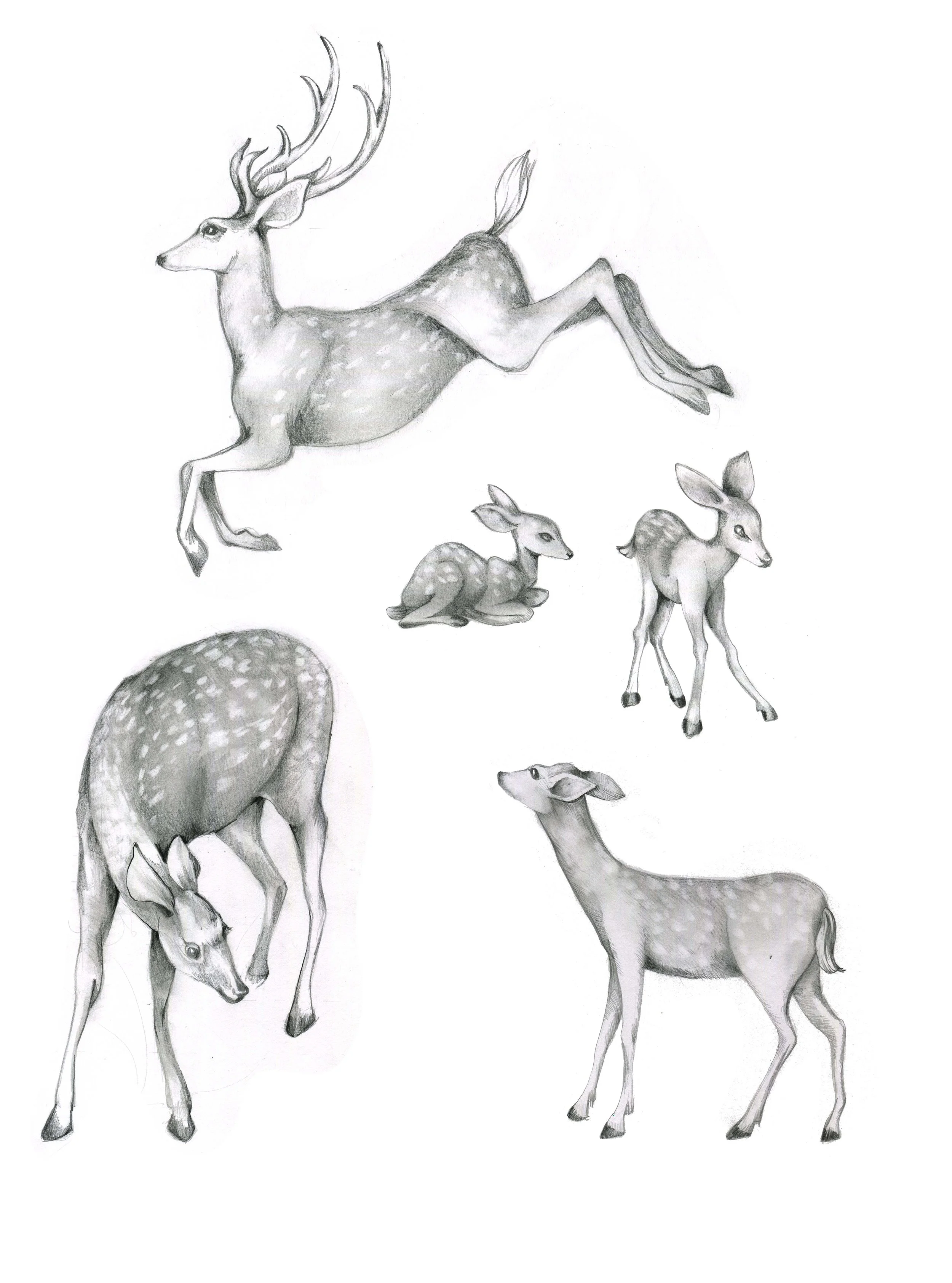 WOODLAND DEER PRINT DEVELOPMENT